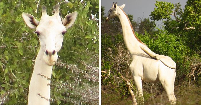 Extremely Rare White Giraffe Spotted In Kenya