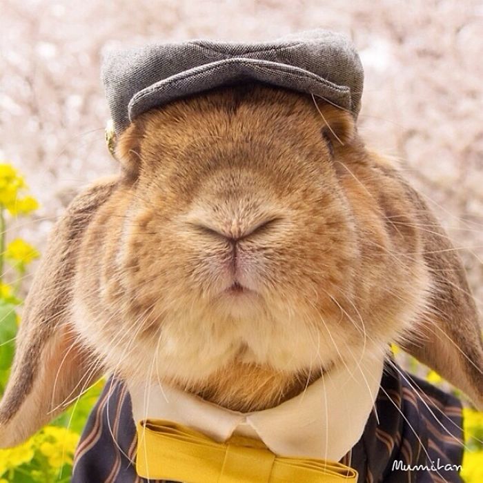 Stylish Bunny