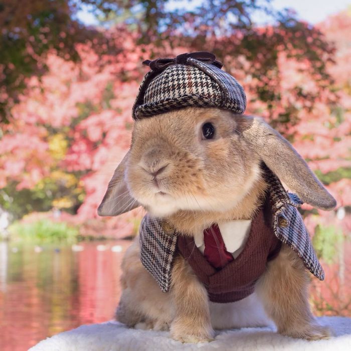 Stylish Bunny