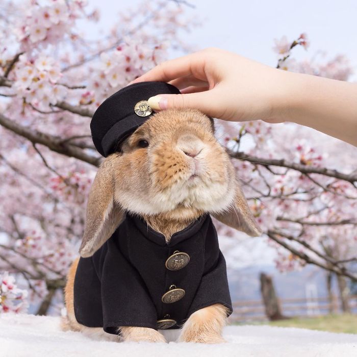 Stylish Bunny