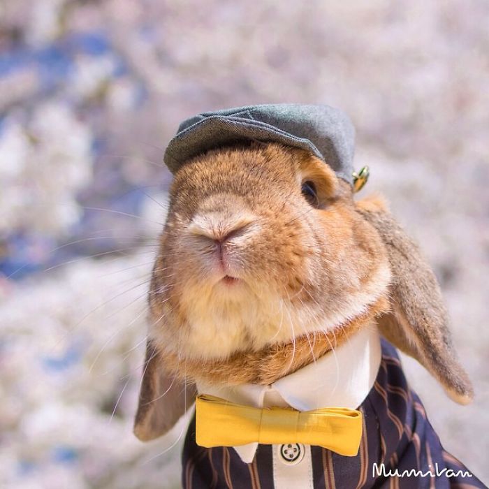 Stylish Bunny