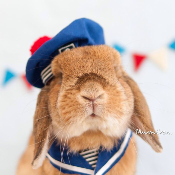 Stylish Bunny