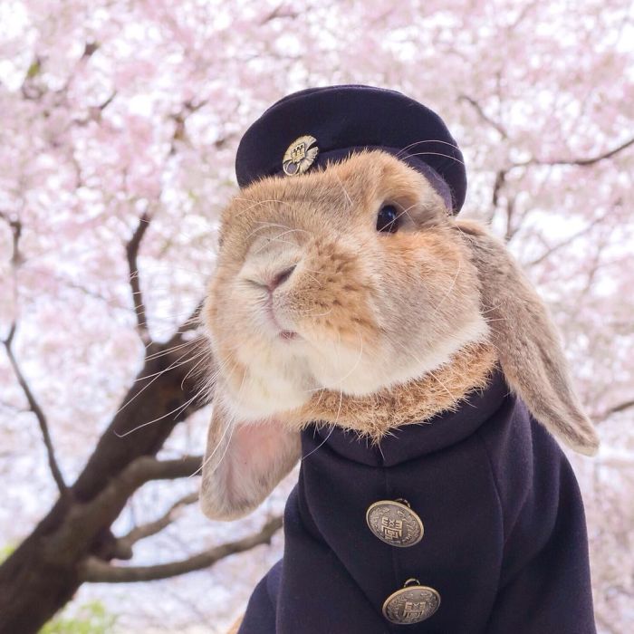 Stylish Bunny