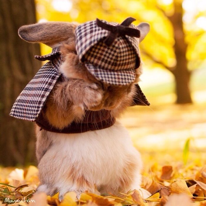 Stylish Bunny
