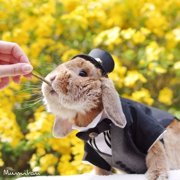 Stylish Bunny
