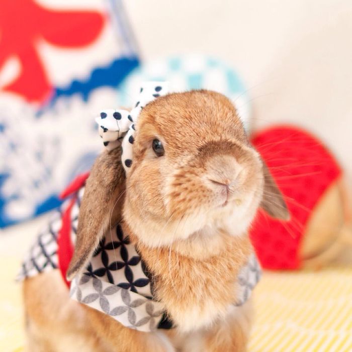 Stylish Bunny