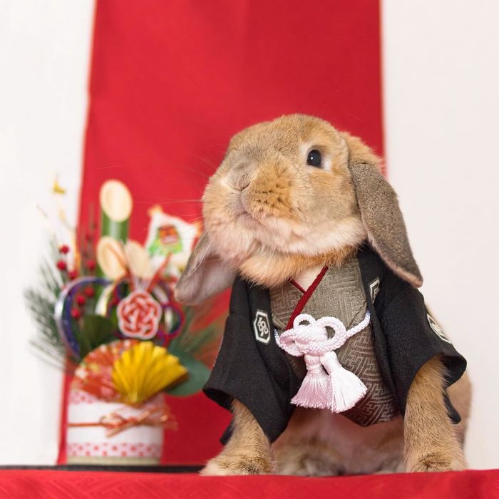 Stylish Bunny