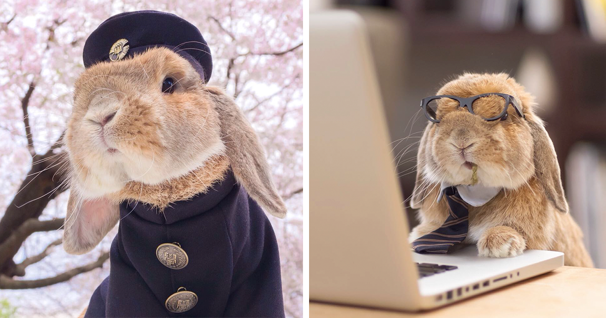 Кролик в деловом костюме. Кролик в костюмчике. Шапка "кролик". Кролик бизнесмен.