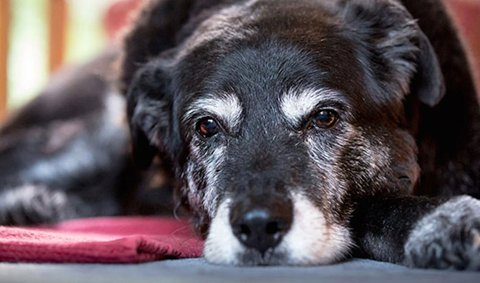 worlds-oldest-dog-dies-age-30-kelpie-maggie-10 worlds-oldest-dog-dies-age-30-kelpie-maggie-10