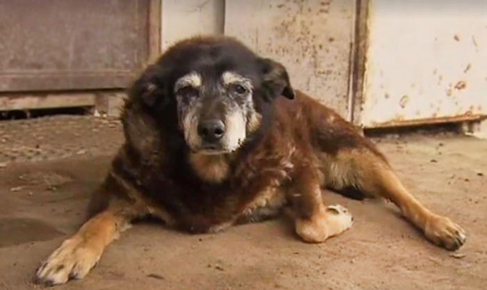 worlds-oldest-dog-dies-age-30-kelpie-maggie-6 worlds-oldest-dog-dies-age-30-kelpie-maggie-6