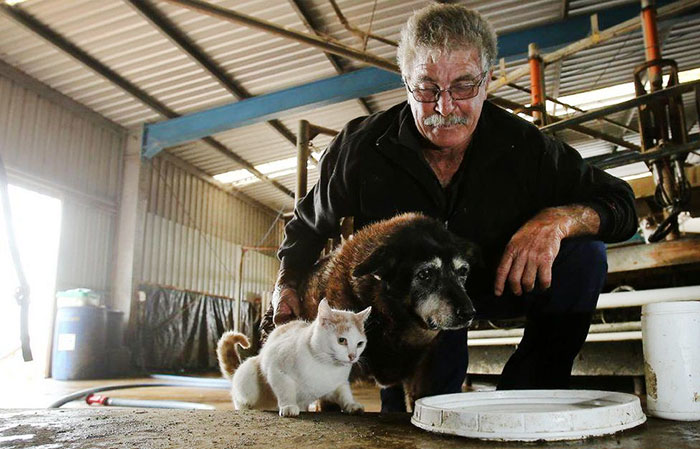 worlds-oldest-dog-dies-age-30-kelpie-maggie-7