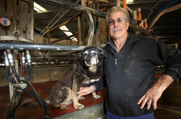 worlds-oldest-dog-dies-age-30-kelpie-maggie-9 worlds-oldest-dog-dies-age-30-kelpie-maggie-9