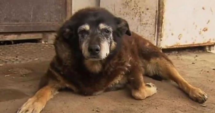 World’s Oldest Dog Maggie Dies Aged 30