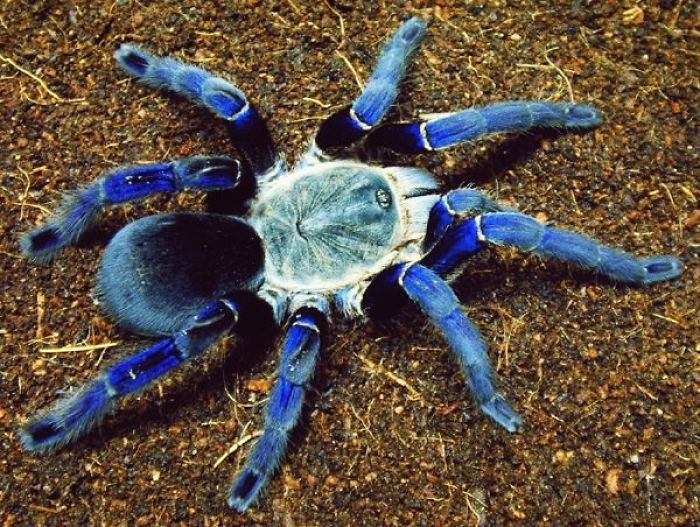 Don’t Be Scared! These Are Just 10 Of The Most Beautiful Spiders In The World