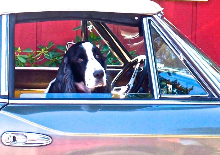 A Dog In An Old Mercedes