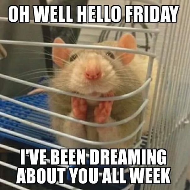 The Thing Is These Memes Of Rats Are Surprisingly Good