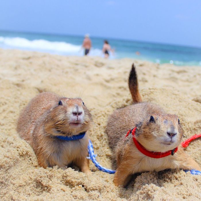 These Adorable Prairie Dogs Love To Spend Time With Their Animal Friends