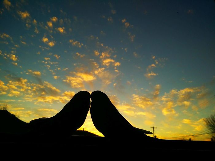 Lovers - The Silhouette Of My Two Budgies