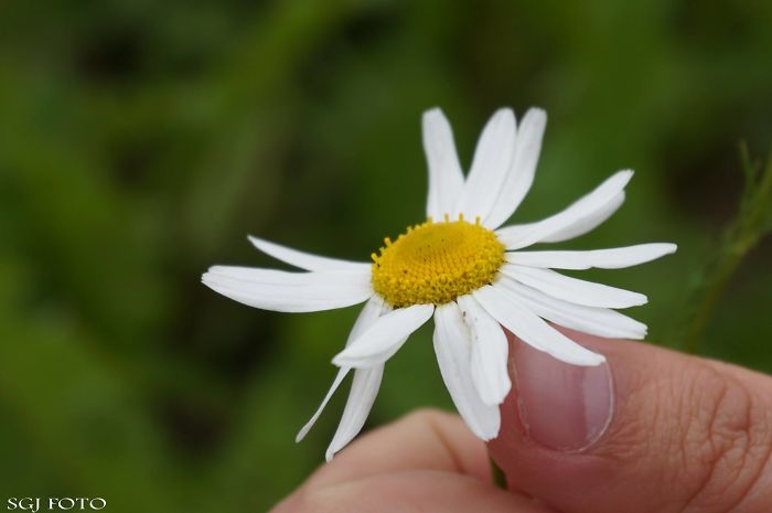 I Am A Norwegian 14 Year Old Girl, That Like To Take Pictures:)
