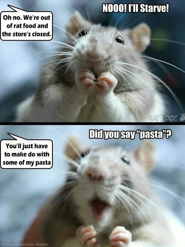 The Thing Is These Memes Of Rats Are Surprisingly Good