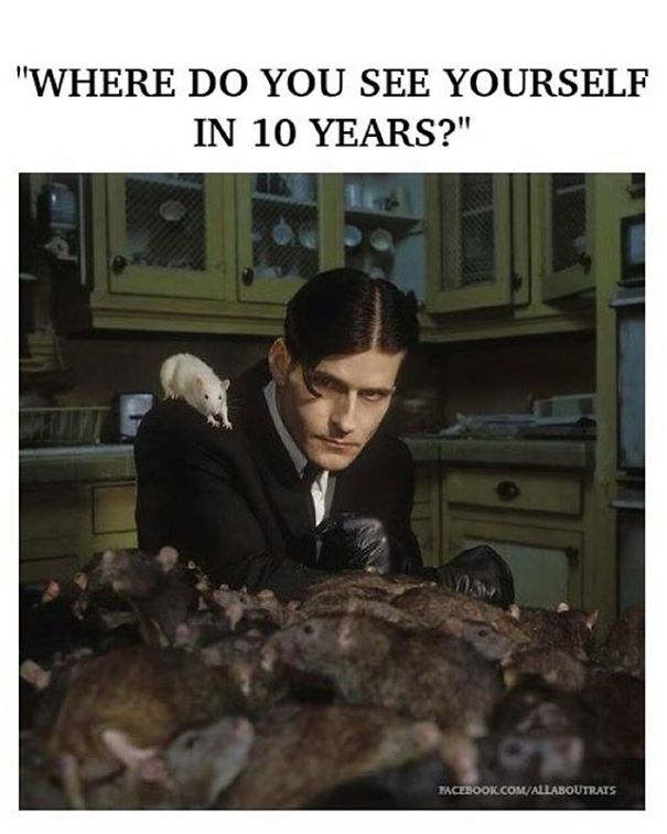 The Thing Is These Memes Of Rats Are Surprisingly Good