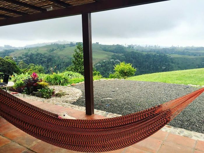 Resting In A Hammock In Filandia