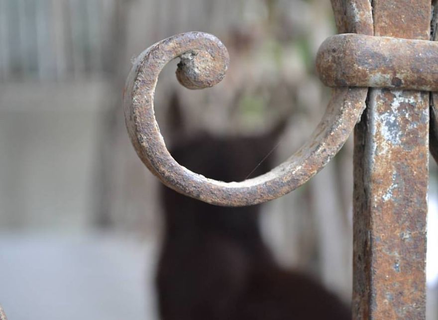 Tbilisi Street Cats Photography