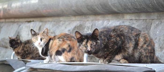 Tbilisi Street Cats Photography