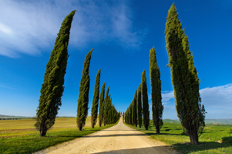 I Spent Every Sunrise And Sunset Of My Trip Photographing The Beautiful Landscape Of Tuscany I Spent Every Sunrise And Sunset Of My Trip Photographing The Beautiful Landscape Of Tuscany