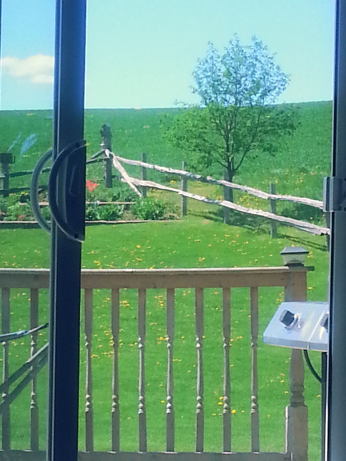 Lookn Out My Back Door