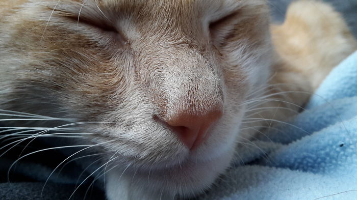 My Rescue Cat, Sleeping Happily After A Long Hard Day Of Playing, Cuddling And....sleeping