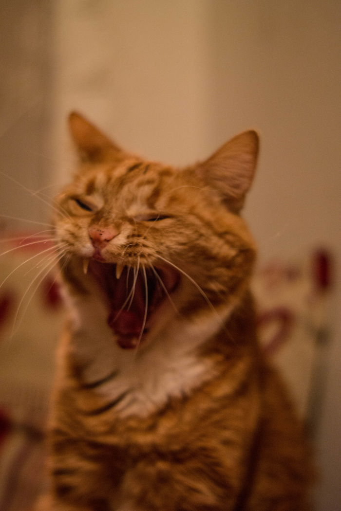 He Said "nope" And Laughed When I Said He's Quite Photogenic..