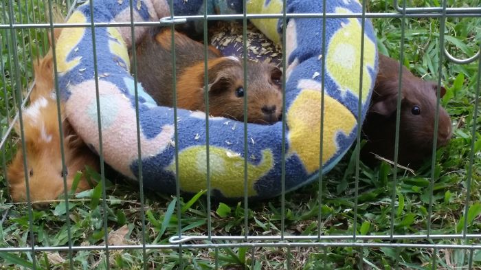 Rescue Guinea Gina Enjoying Her Favorite Bed