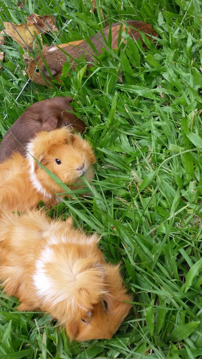 Possum The Guinea Pig Loves Her Outdoor Time With Her Friends!