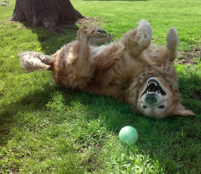 This Is Marley Being His Normal Self, Having Fun Playing With His Favoritething Ball. ????