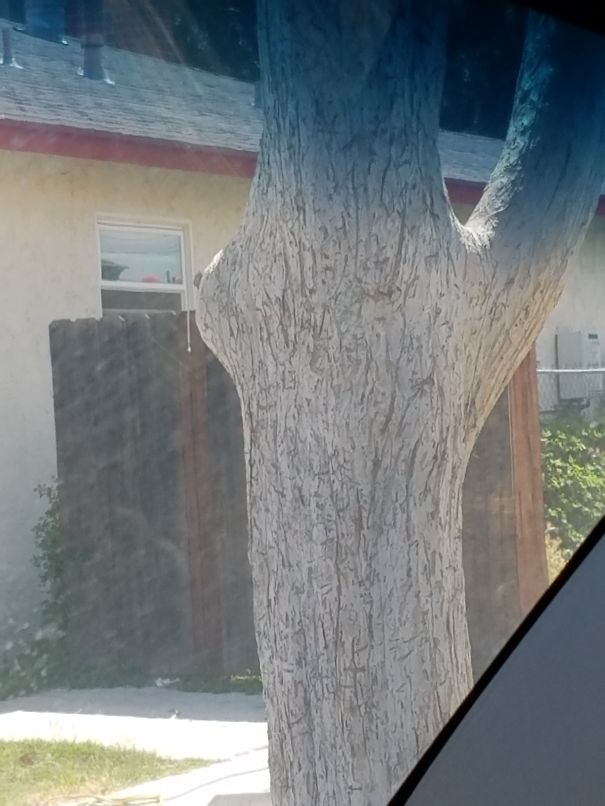 Stretching Tree! She Is Beautiful.