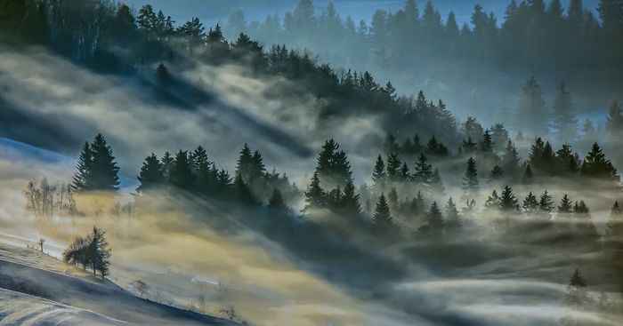Hypnotizing Forests Of Slovenia, My Homeland
