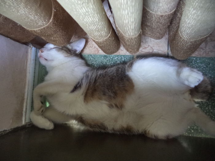 My Cat Sure Knows How Enjoy His Nap.