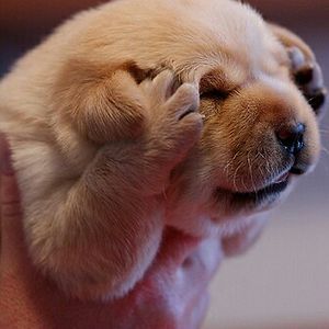 lpp1455014332 avatar