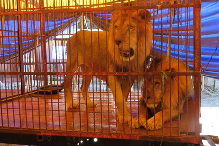 33-circus-lions-rescue-airlift-adi-africa-11) 33-circus-lions-rescue-airlift-adi-africa-11)