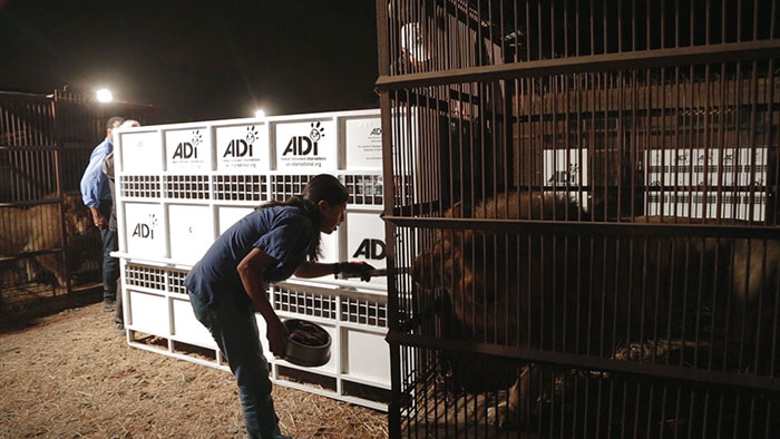 33-circus-lions-rescue-airlift-adi-africa-16 33-circus-lions-rescue-airlift-adi-africa-16