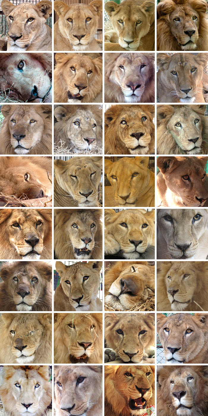 33-circus-lions-rescue-airlift-adi-africa-17 33-circus-lions-rescue-airlift-adi-africa-17