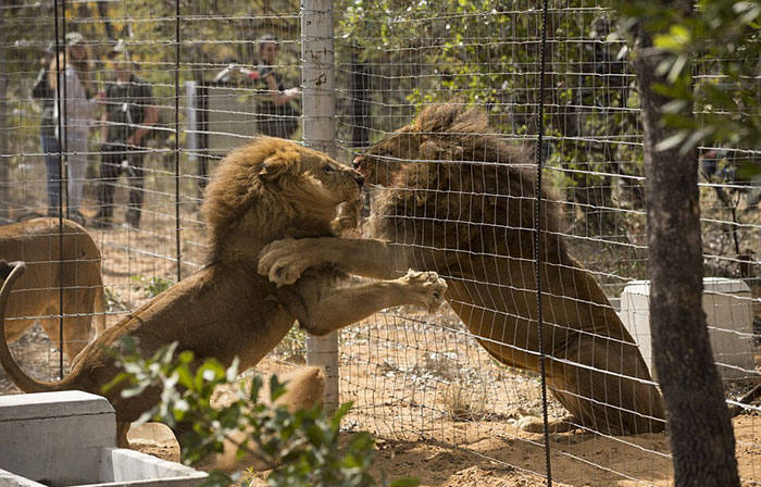 33-circus-lions-rescue-airlift-adi-africa-23 33-circus-lions-rescue-airlift-adi-africa-23