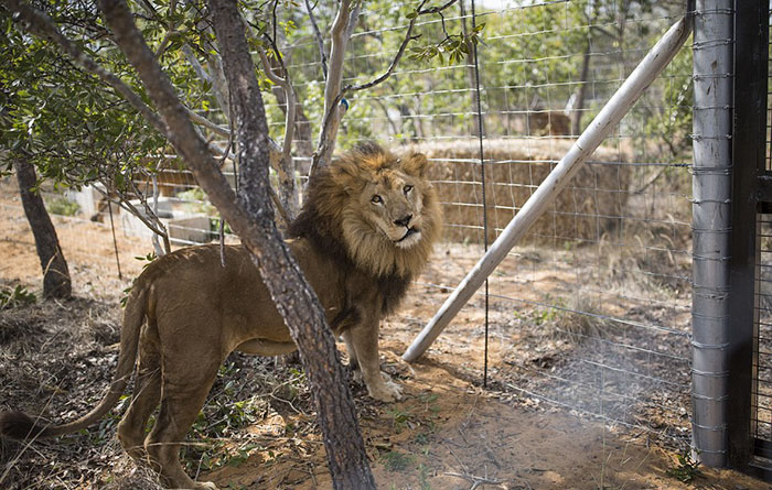 33-circus-lions-rescue-airlift-adi-africa-24 33-circus-lions-rescue-airlift-adi-africa-24