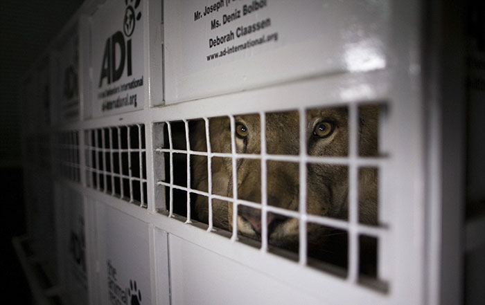 33-circus-lions-rescue-airlift-adi-africa-29 33-circus-lions-rescue-airlift-adi-africa-29