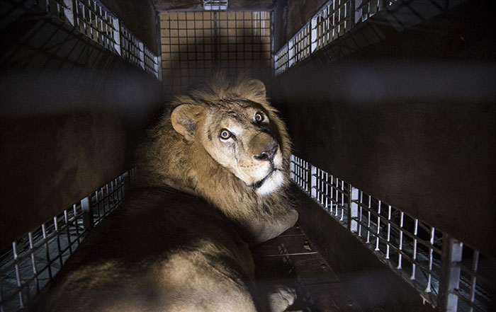 33-circus-lions-rescue-airlift-adi-africa-31 33-circus-lions-rescue-airlift-adi-africa-31