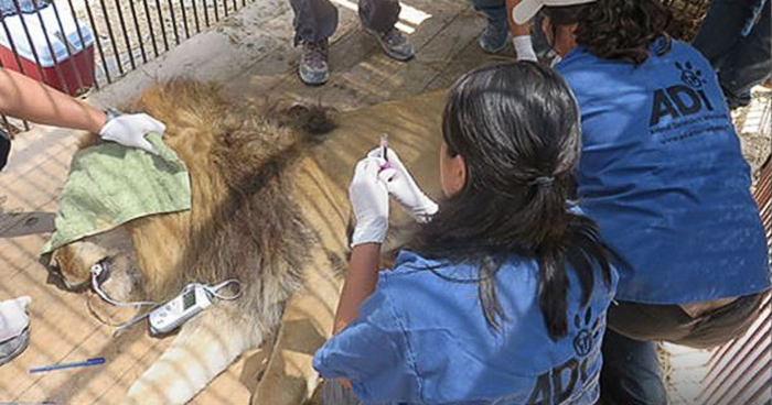 33-circus-lions-rescue-airlift-adi-africa-4 33-circus-lions-rescue-airlift-adi-africa-4