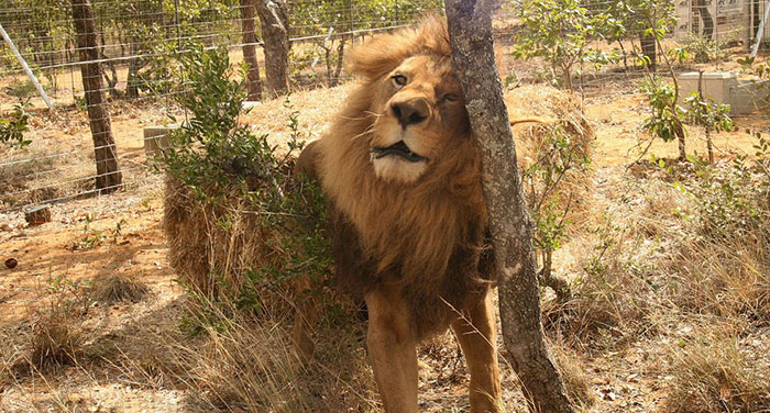 33-circus-lions-rescue-airlift-adi-africa-9 33-circus-lions-rescue-airlift-adi-africa-9