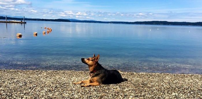 My Pup Cayote, Herron Island, Wa