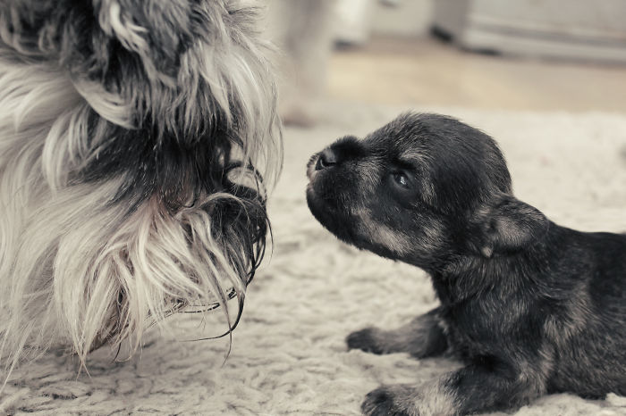 My Girl Daisy Meeting One Of Her Grand-babies - I Think They're Both Pretty Happy!